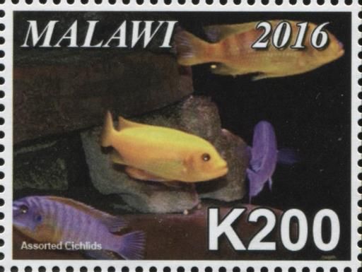 Assorted Cichlids