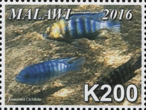 Assorted Cichlids