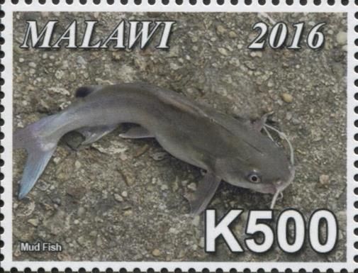 Mud Fish