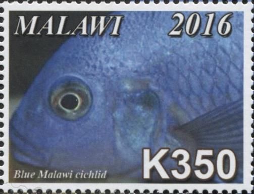 Blue Malawi Cichlid