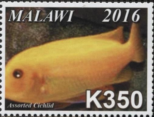 Assorted Cichlid