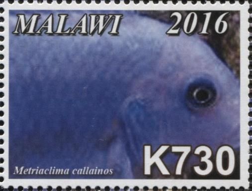 Zebra Cobalt (Metriaclima callainos)