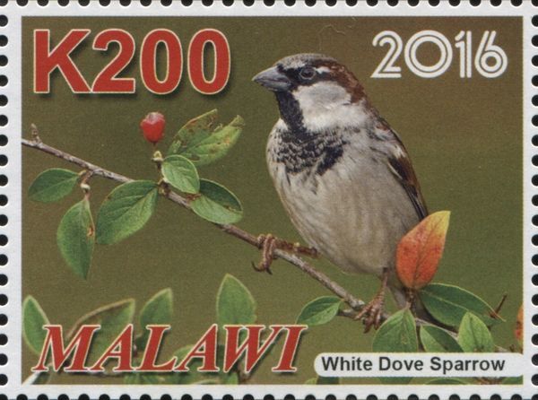 House Sparrow (Passer domesticus)