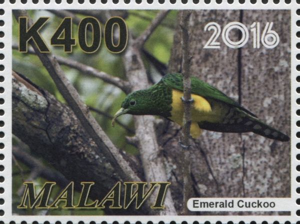 African Emerald Cuckoo (Chrysococcyx cupreus)