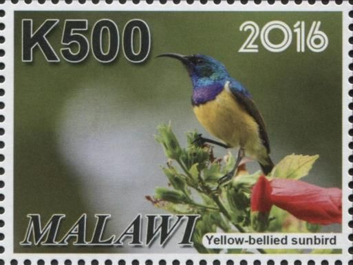 Variable Sunbird (Cinnyris venustus)