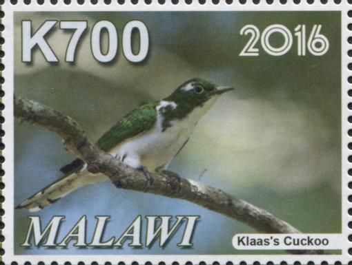 Klaas's Cuckoo (Chrysococcyx klaas)