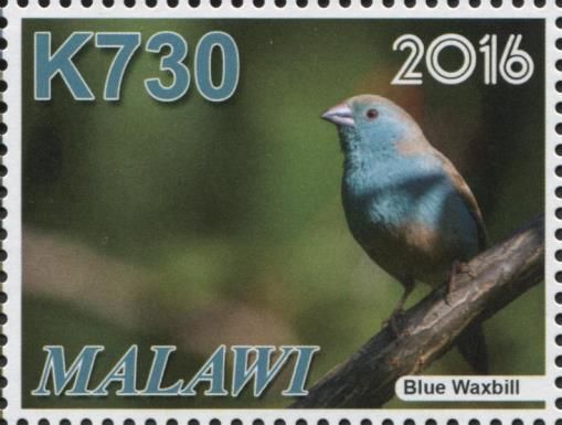 Blue Waxbill (Uraeginthus angolensis)