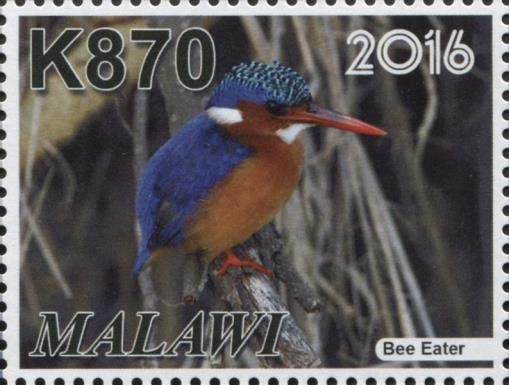 Malachite Kingfisher (Corythornis cristatus)