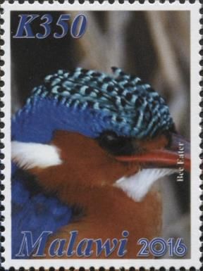Malachite Kingfisher (Corythornis cristatus)