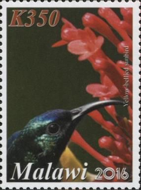 Yellow-bellied Sunbird (Cinnyris venustus)