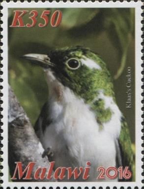 Klaas's Cuckoo (Chrysococcyx klaas)