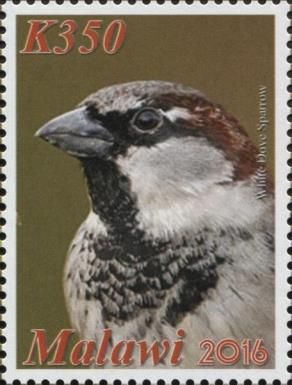 White Dove Sparrow (Passer domesticus)