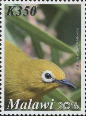 African Yellow White-eye (Zosterops senegalensis)