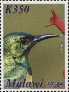 Collared Sunbird (Hedydipna collaris)