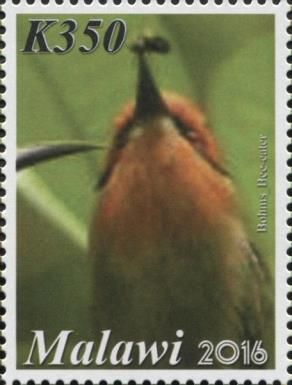 Böhm's Bee-eater (Merops boehmi)