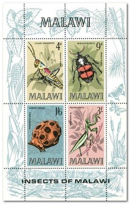 Insects of Malawi