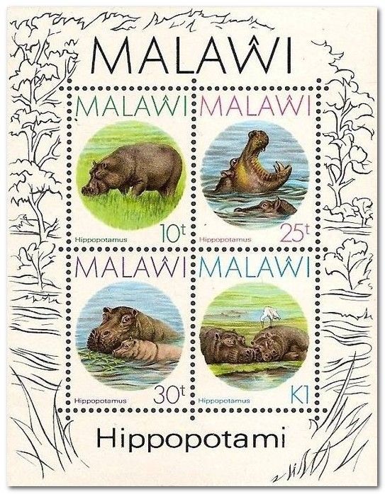Hippopotamus (Hippopotamus amphibius)