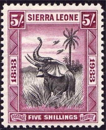 African Elephant (Loxodonta africana)