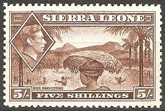 Rice Harvesting