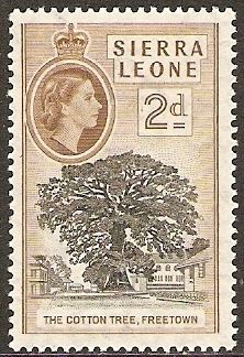 Cotton Tree
