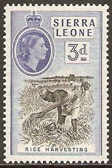 Rice Harvesting