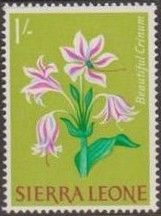 Beautiful Crinum