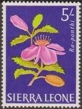 Clappertonia ficifolia