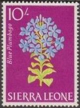 Blue Plumbago (Plumbago auriculata)