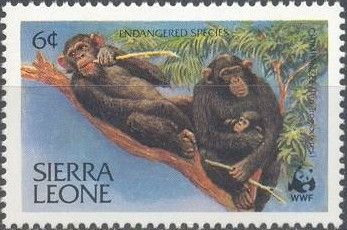 Chimpanzee (Pan troglodytes)
