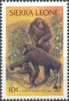 Chimpanzee (Pan troglodytes)