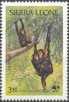 Chimpanzee (Pan troglodytes)