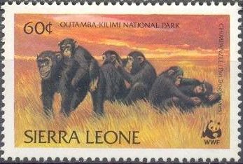 Chimpanzee (Pan troglodytes)