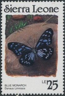 Blue Monarch (Danaus Limniace)