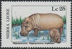 Hippopotamus (Hippopotamus amphibius)