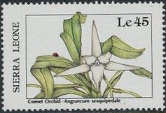 Flower (Angraecum sesquipedale)