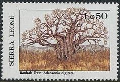 Tree (Adansonia digitata)