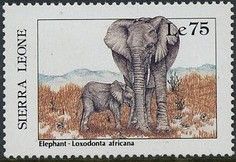 African Elephant (Loxodonta africana)