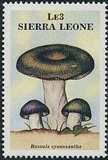 Russula cyanoxantha