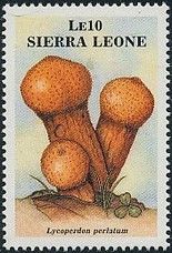 Lycoperdon perlatum