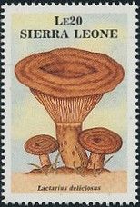 Lactarius deliciosus
