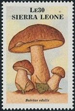 Cep (Boletus edulis)