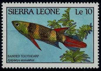 Banded Panchax (Epiplatys annulatus)