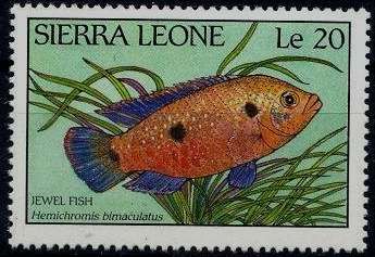 Jewel Cichlid (Hemichromis bimaculatus)