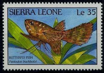 Freshwater Butterflyfish (Pantodon buchholzi)