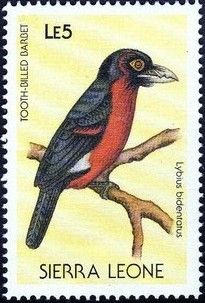 Tooth-billed Barbet (Lybius bidentatus)