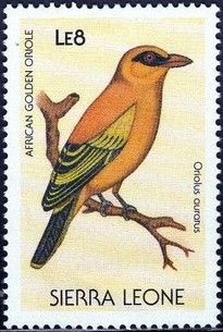 African Golden Oriole (Oriolus auratus)