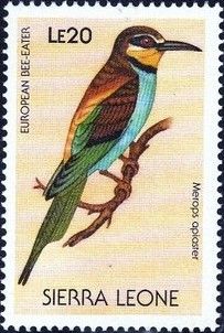 European Bee-eater (Merops apiaster)