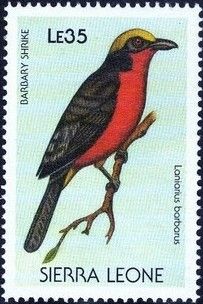 Yellow-crowned Gonolek (Laniarius barbarus)