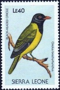 Western Black-headed Oriole (Oriolus brachyrynchus)