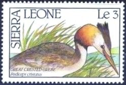 Great Crested Grebe (Podiceps cristatus)